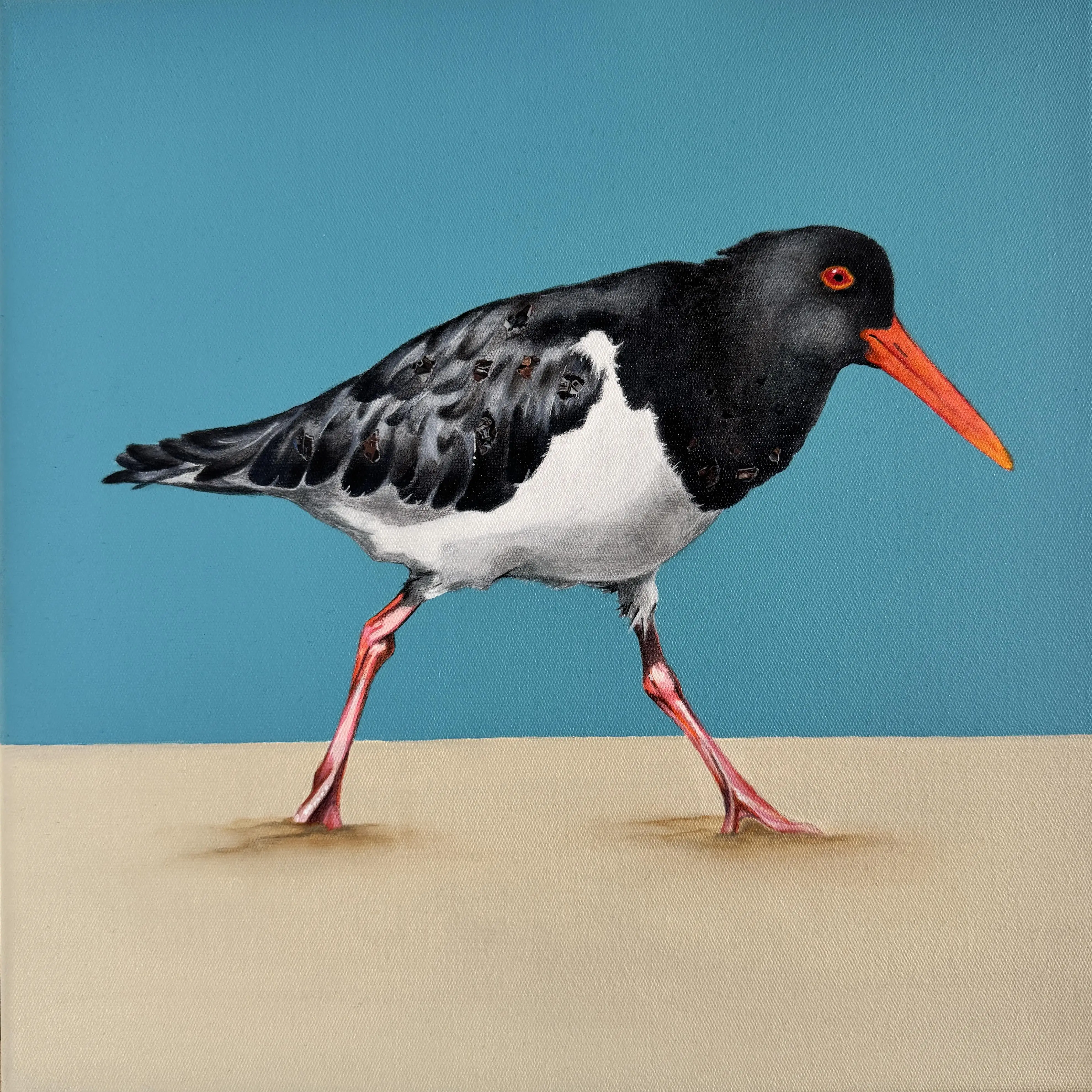 Australian Pied Oystercatcher modern original art framed