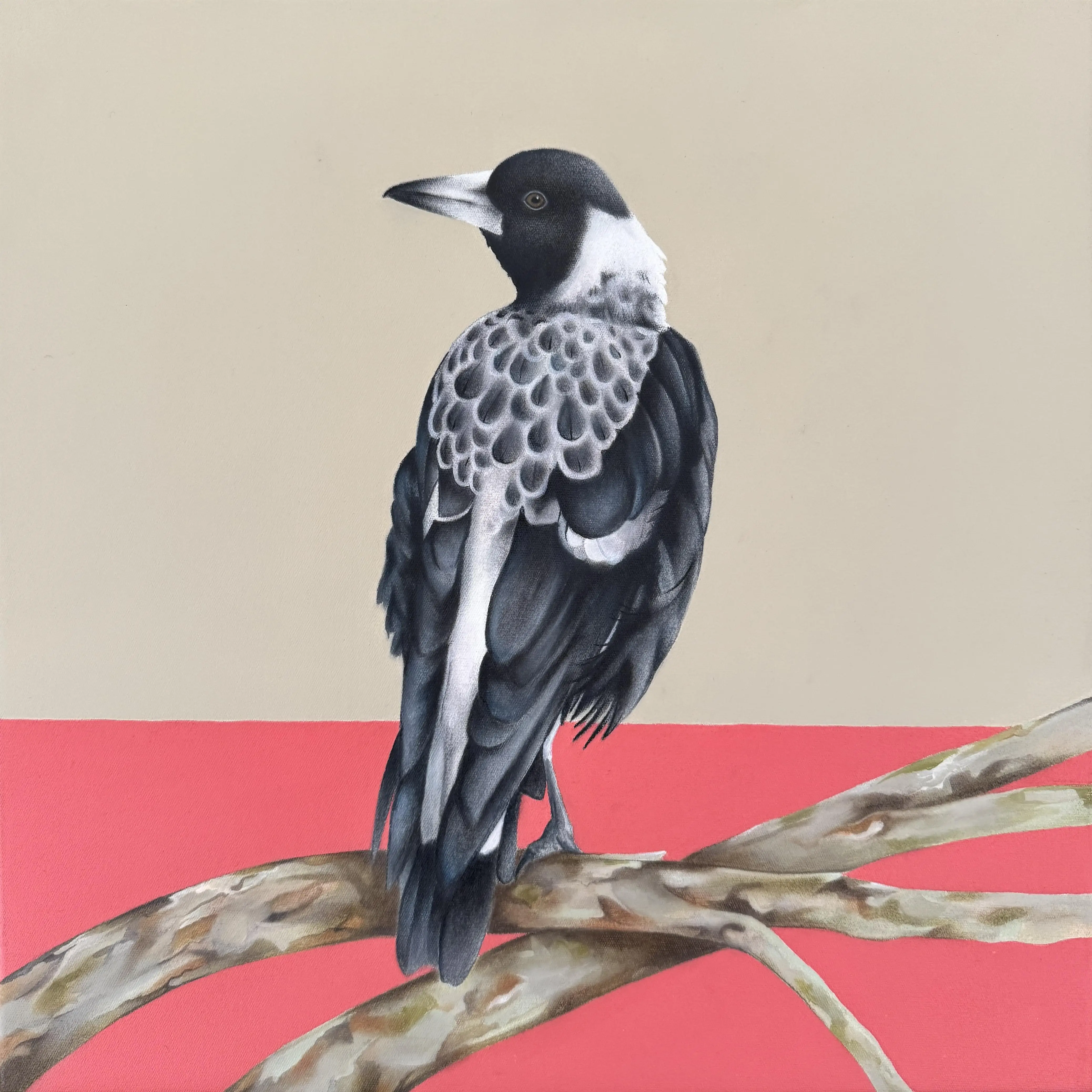 Australian baby magpie original art framed 