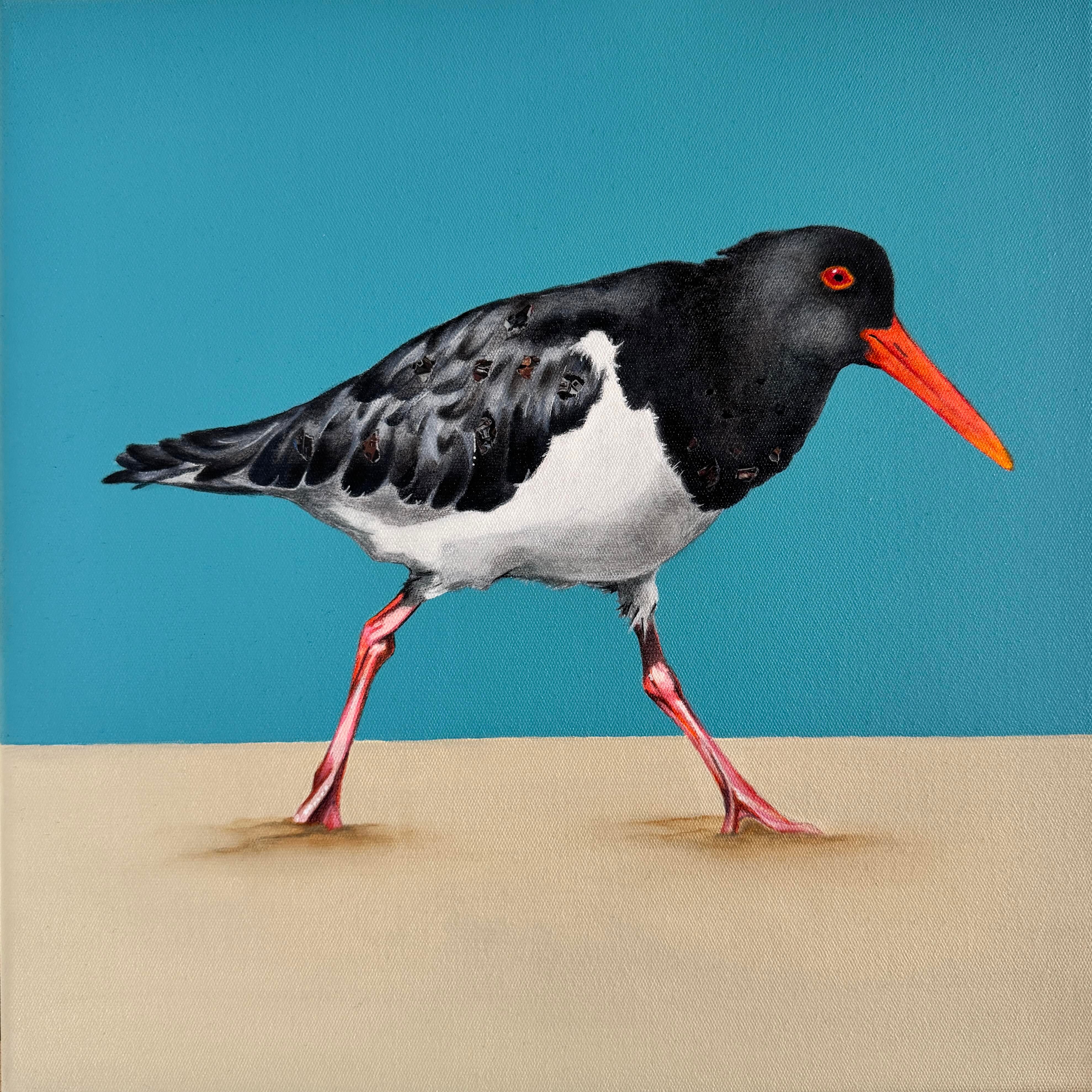 Australian Pied Oystercatcher modern original art framed