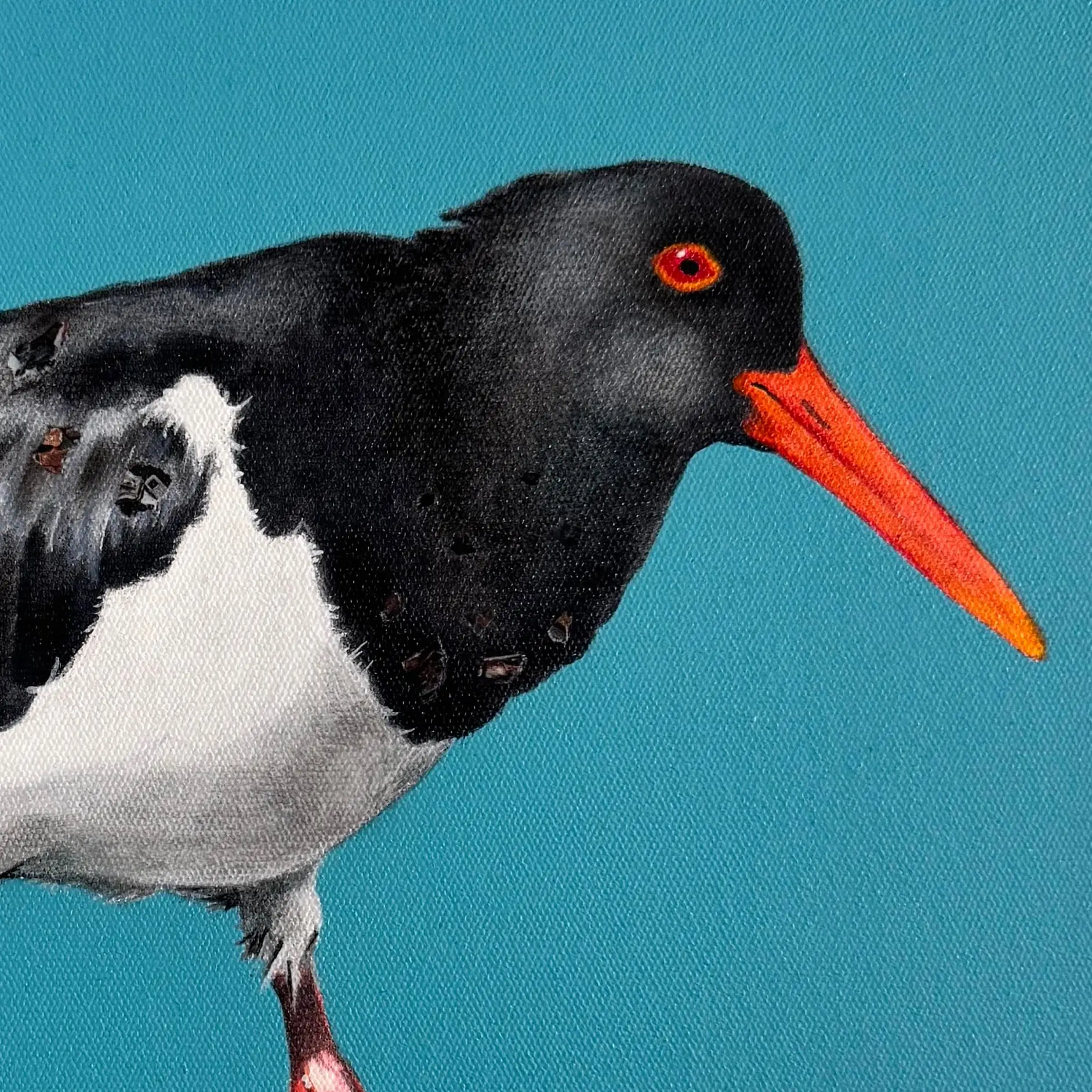 Australian Pied Oystercatcher modern original art framed