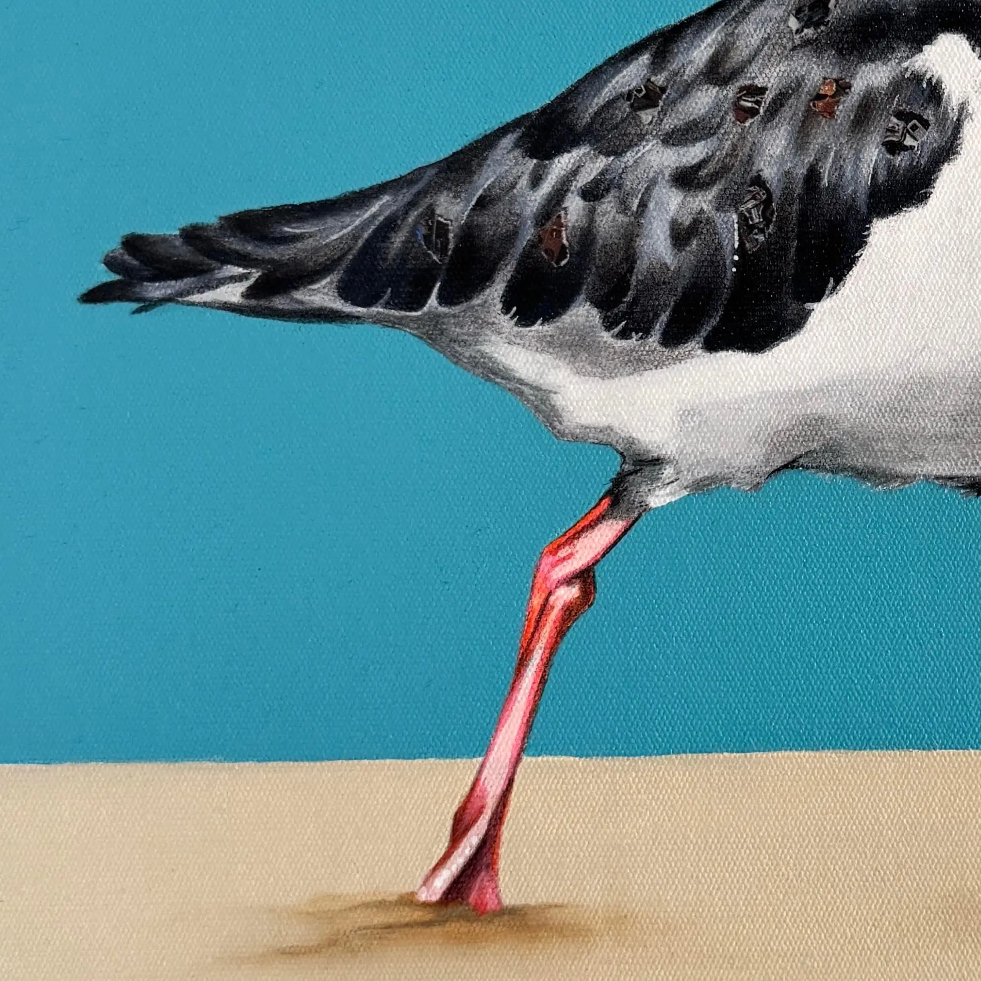Australian Pied Oystercatcher modern original art framed