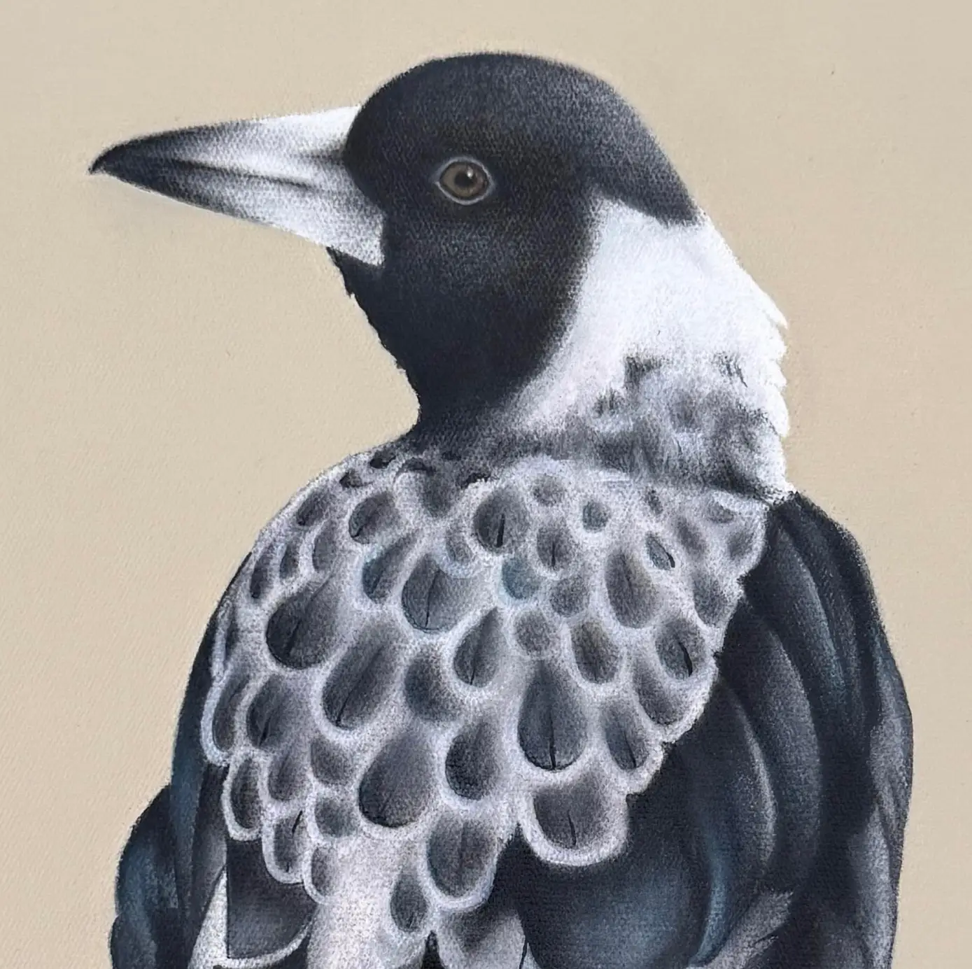 Australian baby magpie original art framed 